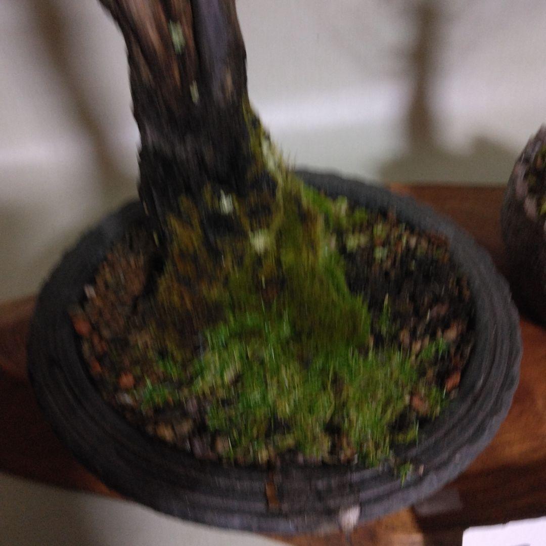 紅白梅盆栽セット黒松盆栽、五葉松盆栽、しんぱく盆栽、赤松盆栽 野梅盆栽