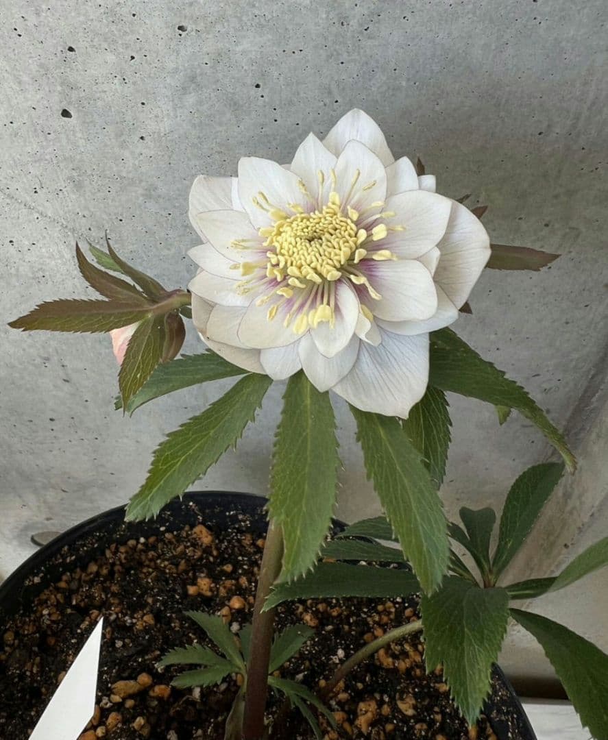 クリスマスローズ　ウィンターシンフォニー　静　dd　整形