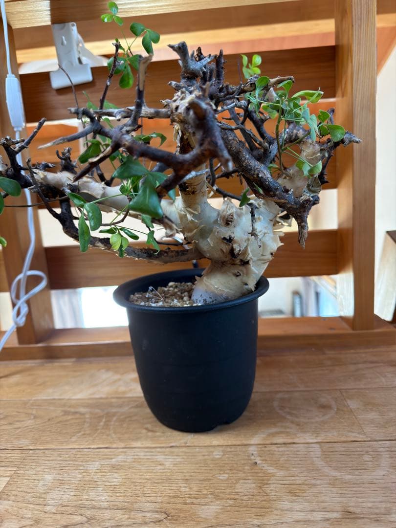 コミフォラ　カタフ　極太株　コレクション