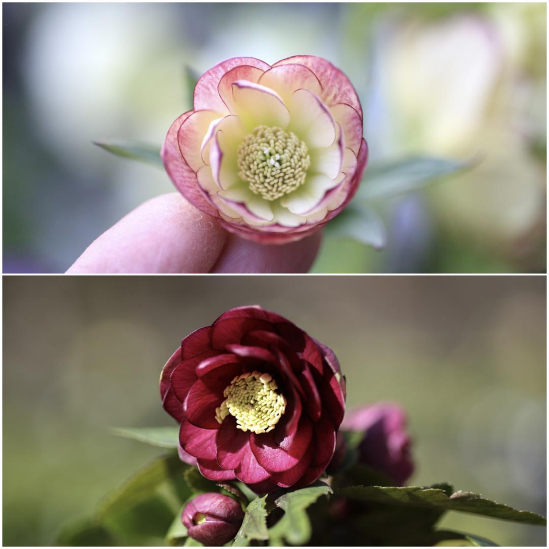 もーちゃ クリスマスローズ 小苗 イエローエンジェル×フレグランスキラメキ