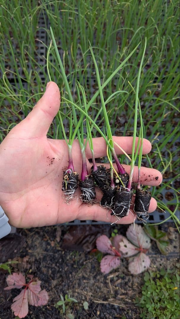 まなぶ　レッドアロー1000本、ホワイトベアー1000本