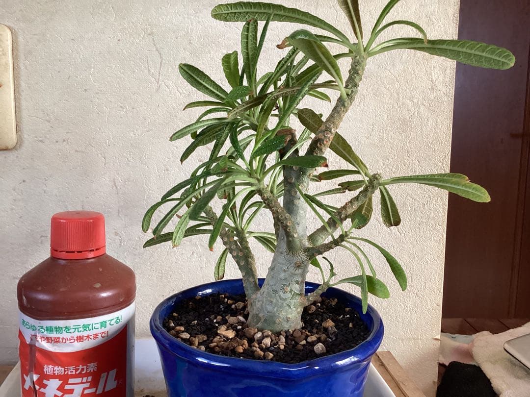 ドルステニア　ギガス 実生