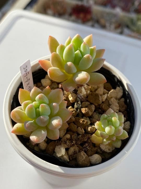 多肉植物　コロラータxベニーフィンガー　抜き苗