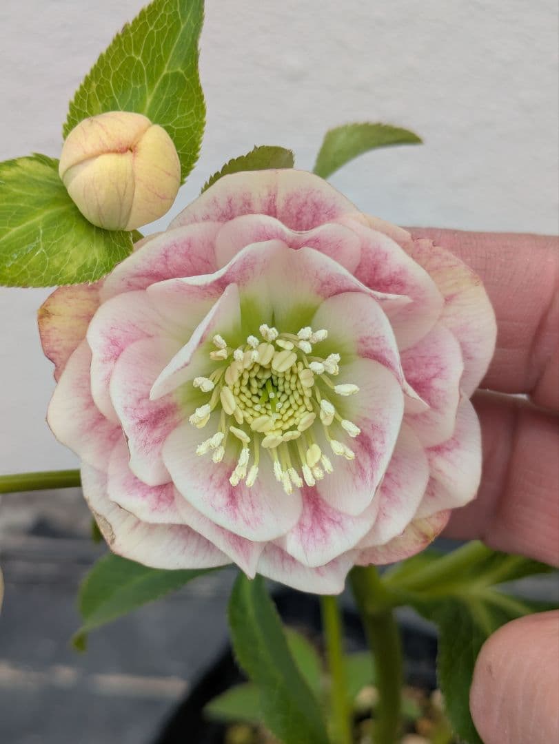 極美★ウィンターシンフォニー オーレア系ピーチグラデーション dd