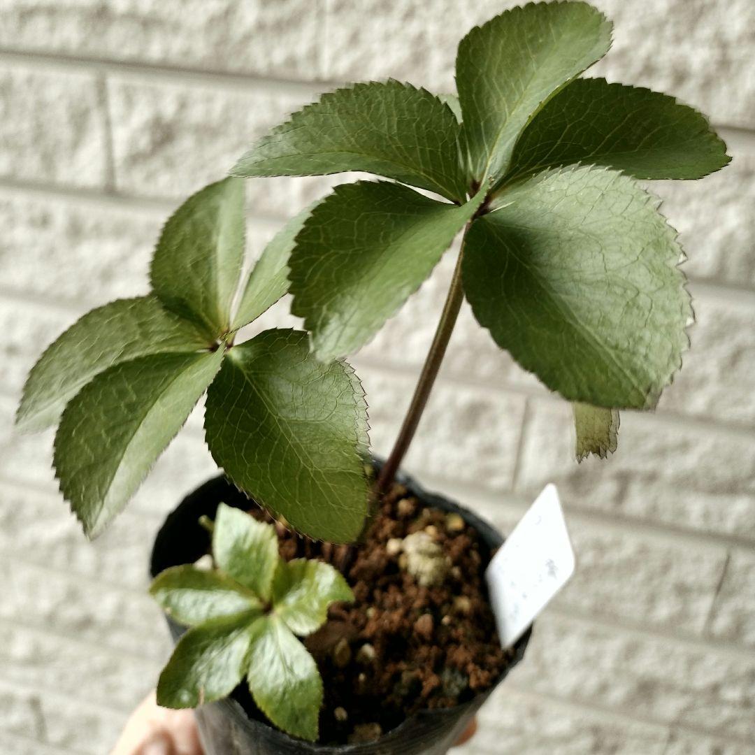 クリスマスローズ　雅×ダーククレオパトラ　2〜3年株　1 苗　鉢　バラ