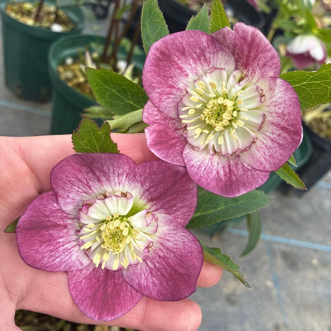 クリスマスローズ　リバーシブル　6寸