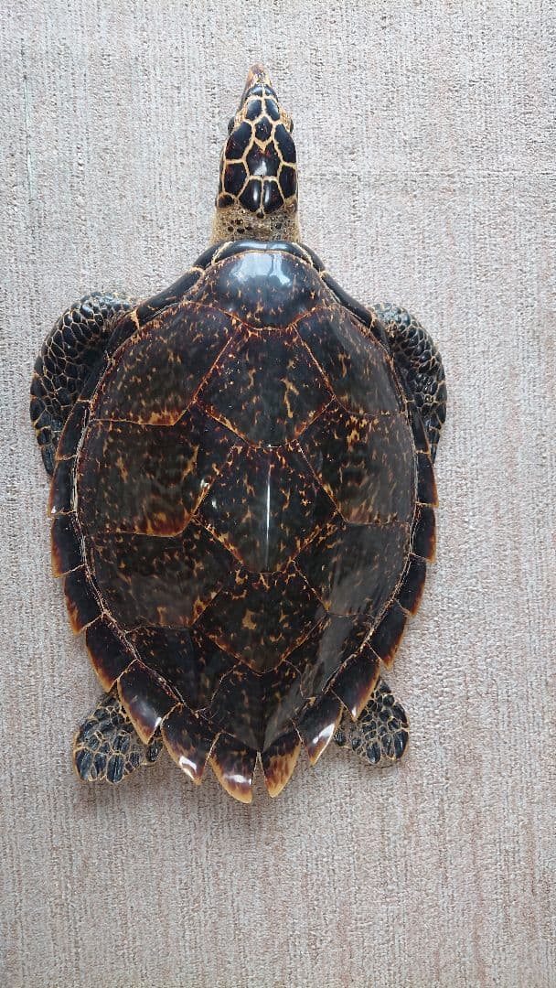 ウミガメ（タイマイ）剥製　国際希少野生動植物種登録標あり