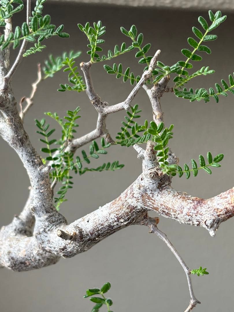 h*7様 【最終価格】コミフォラ モンストローサ 現地球　検）グラキリス　パキプ