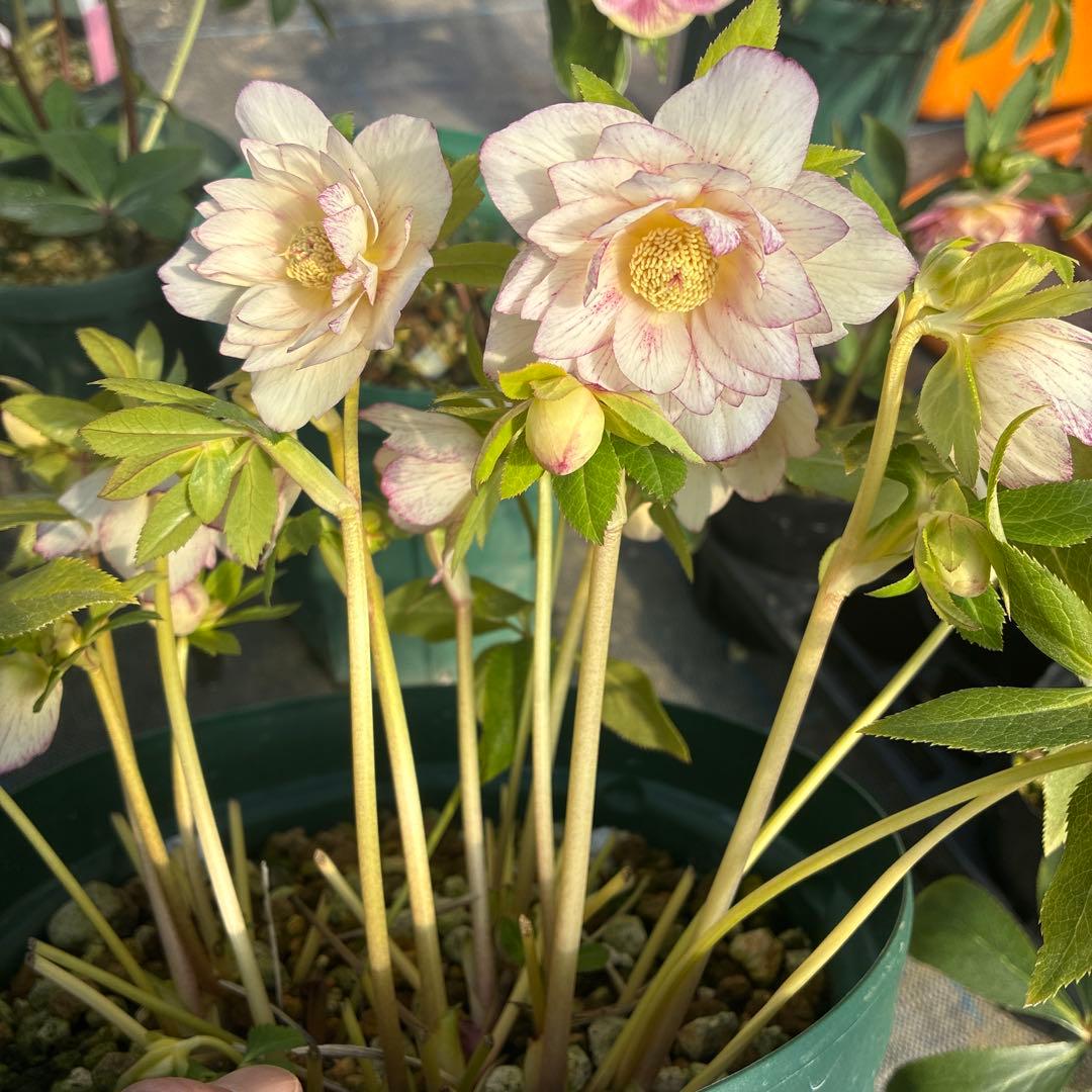 クリスマスローズ　ピコティ　オーレア　１２本立ち　８寸