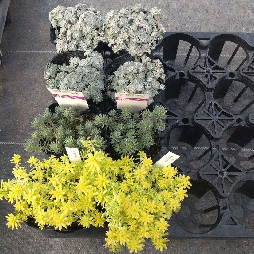 ももんちゃさん専用