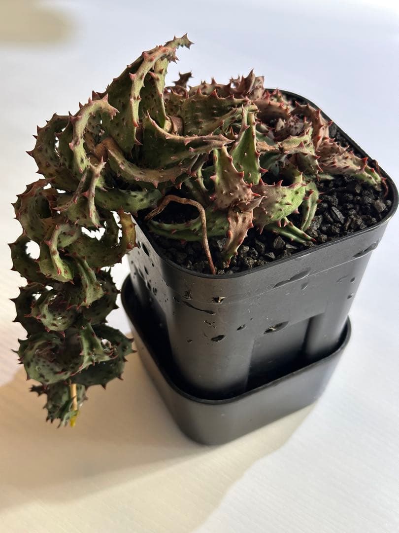 【期間限定出品】 Aloe castilloniae子株③