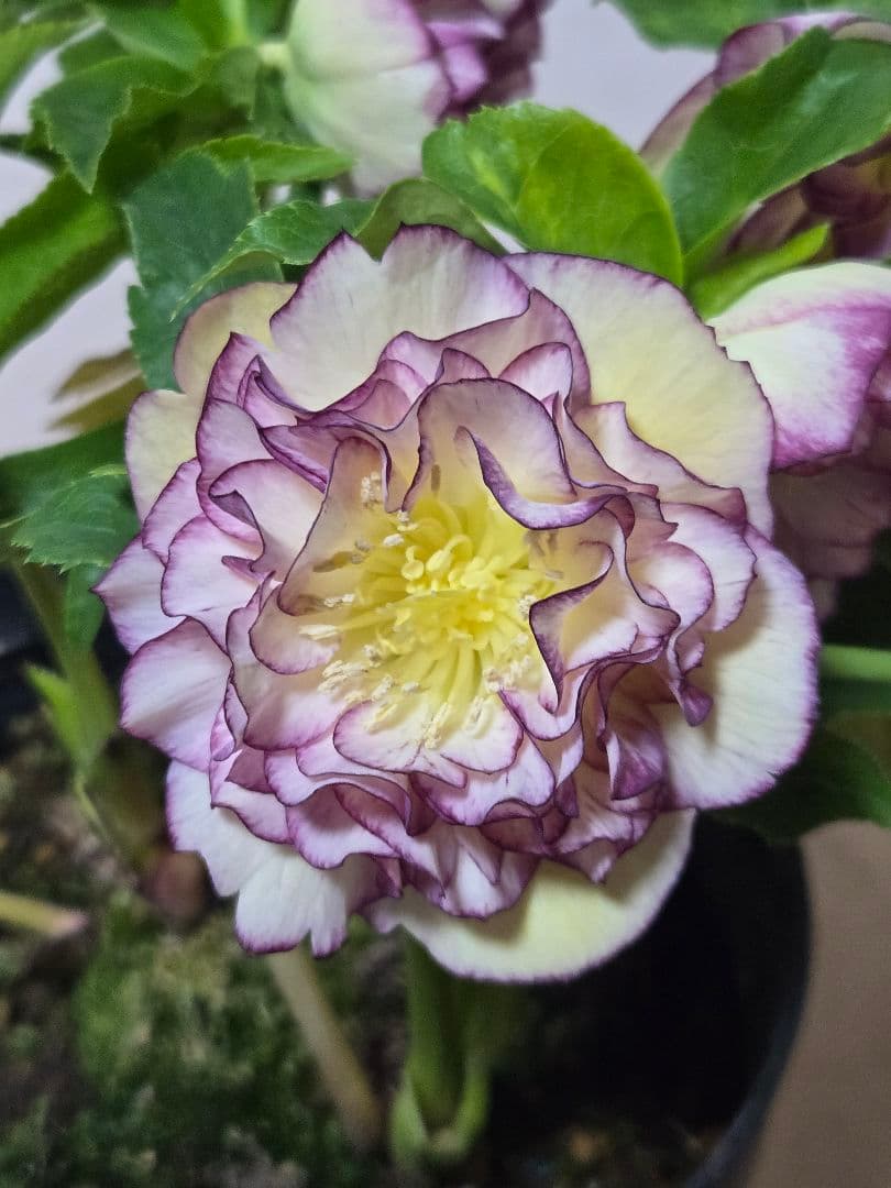 ☆クリスマスローズ☆ゴールド　ホワイトピコ　グラデーション☆7号鉢☆