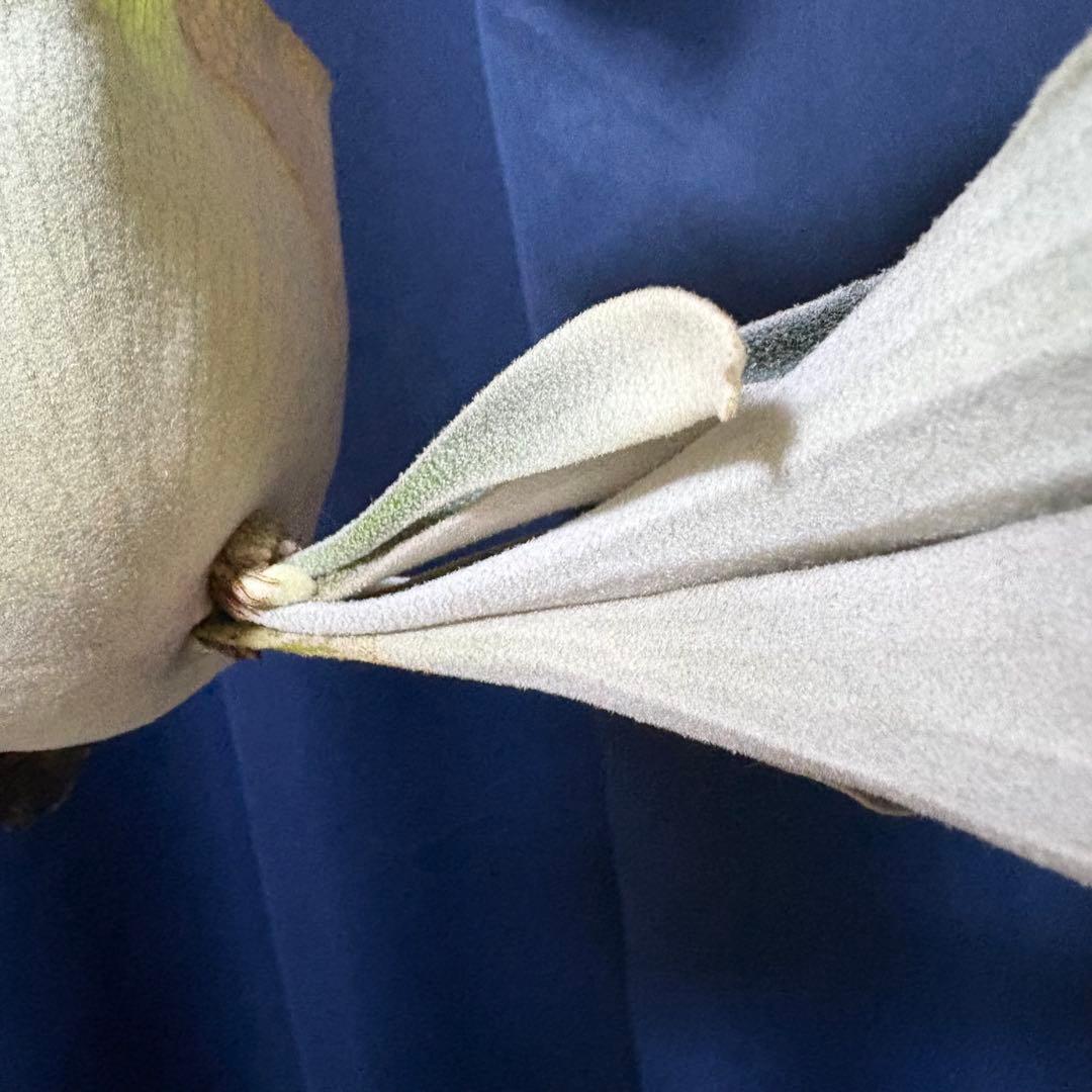 P. veitchii ベイチー コルク付け