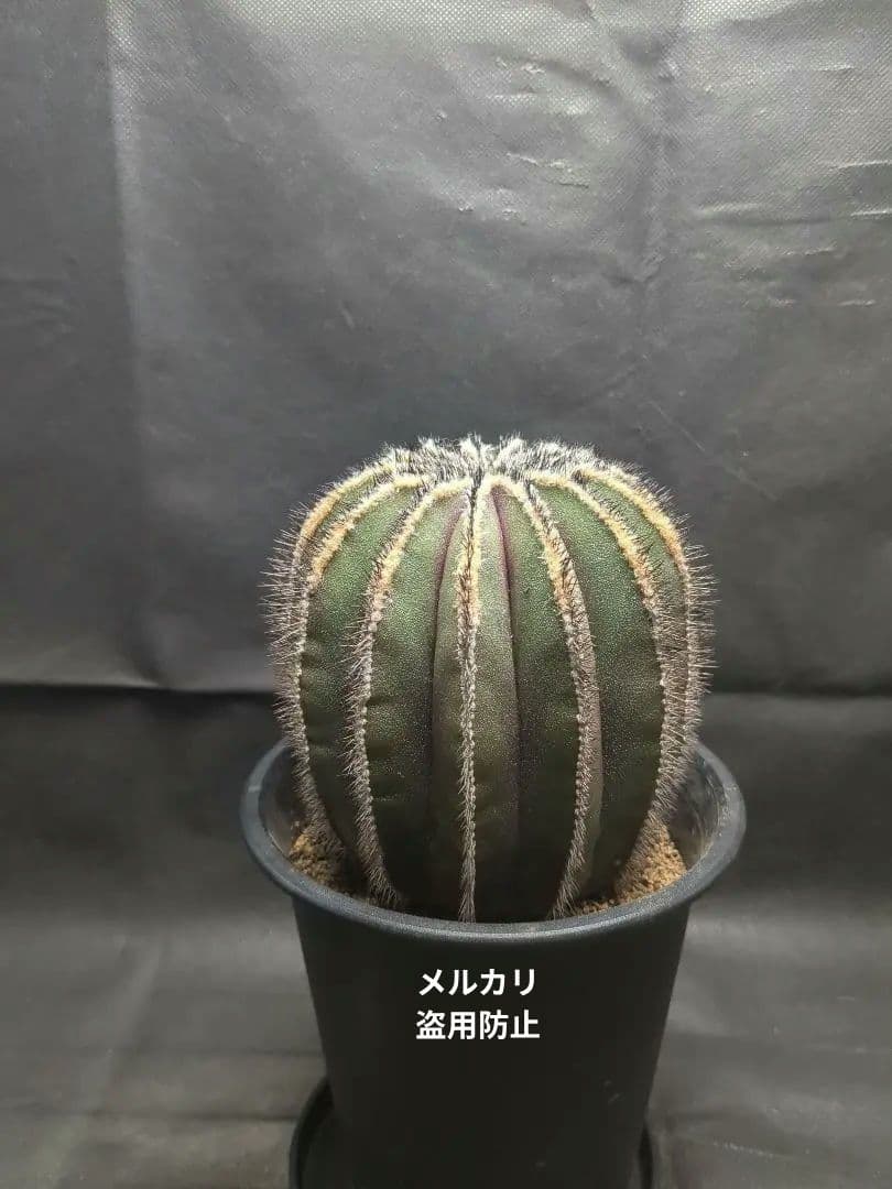 Uebelmannia pectinifera　ユーベルマニア　ペクチニフェラ