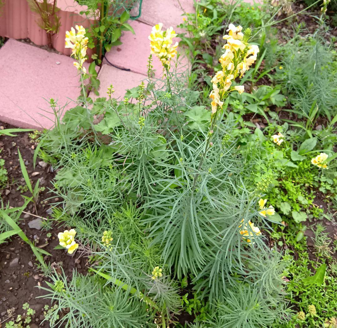 宿根リナリア　紫　ピンク　白　黄色　Mix　苗　宿根草　多年草　姫金魚草　抜き苗