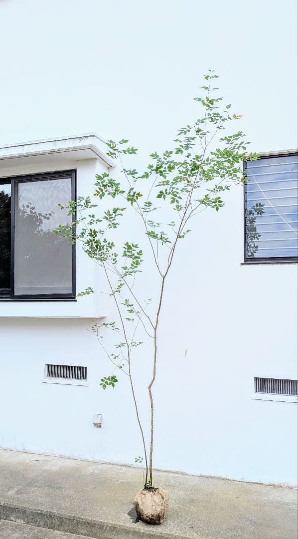 山採りアオダモ株。