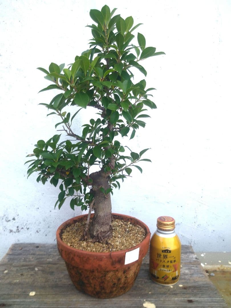 沖縄産　小葉ガジュマル　盆栽