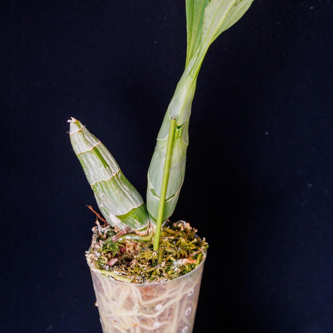 SVO 実生 タケノコ蘭 カタセタム Clowesetum