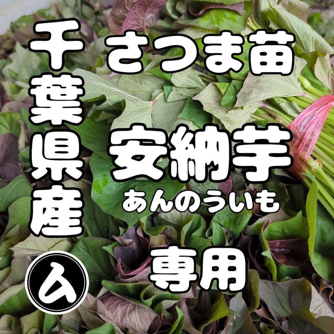 たぬきポケット　千葉県産 さつまいも 苗 安納芋