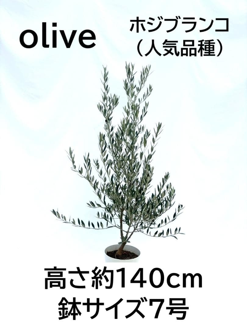 オリーブの木　ホジブランコ　7号　約140cm　NO.852　人気品種　現品掲載