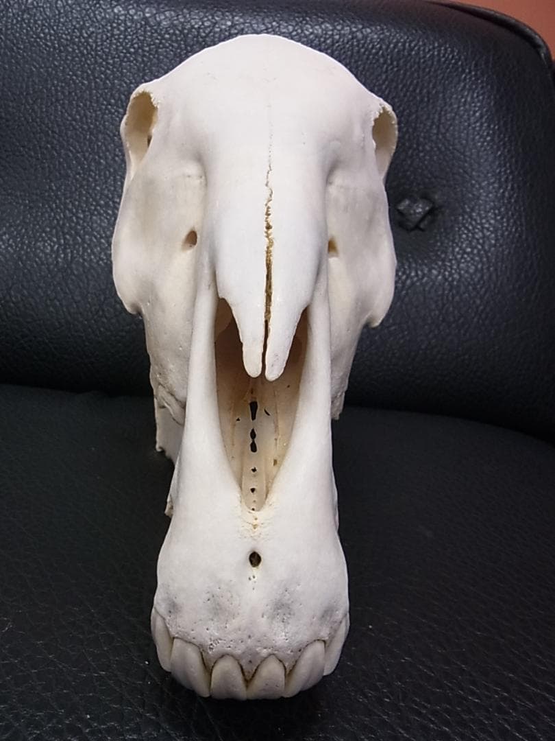 アフリカ　サバンナシマウマ 頭骨