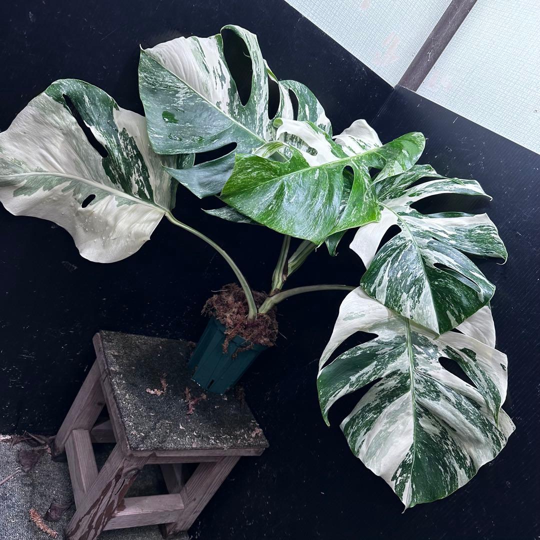 ふ*み様 斑入りモンステラ ホワイトタイガー極美大株55cm白斑多