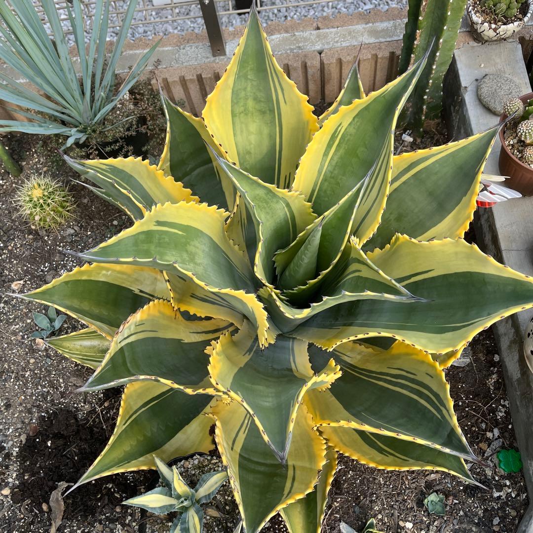 アガベ　サルミアナ　リップルエフェクト　美形・大株　幅92cm