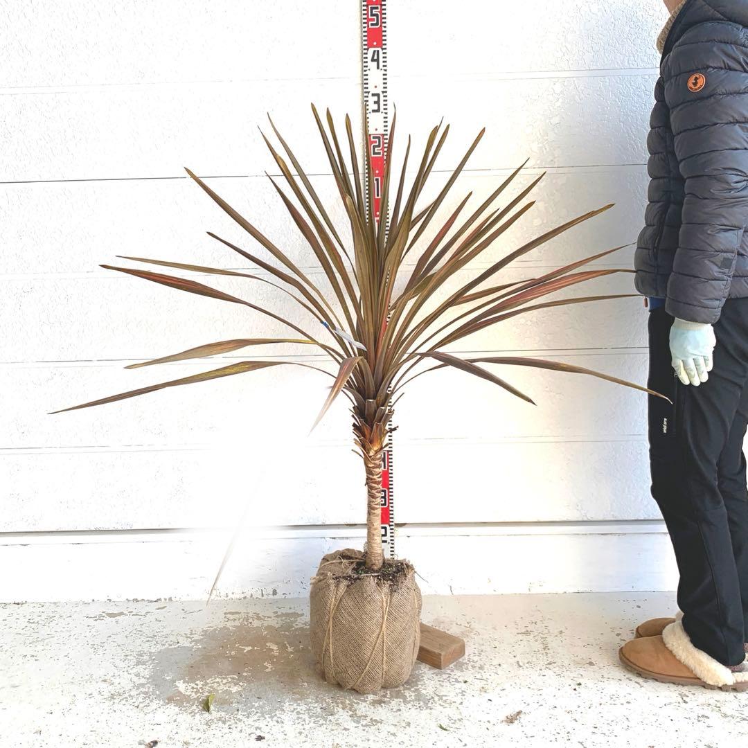 斑入り　レッドスター　コルジリネ 赤ドラセナ　根巻　44