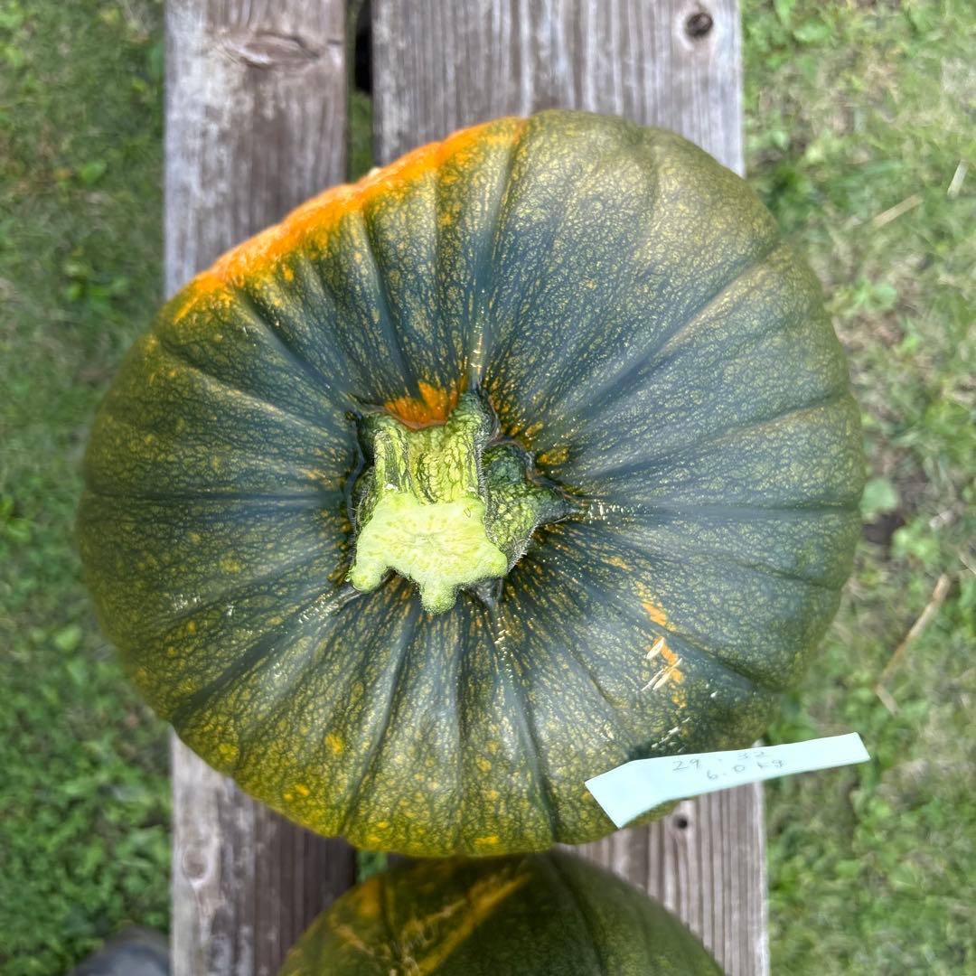 【ぷーこ】ハロウィンかぼちゃ　本物