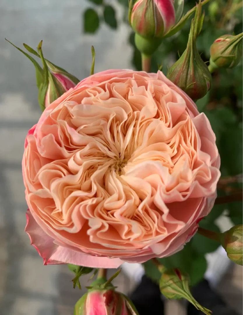 お問い合わせページ