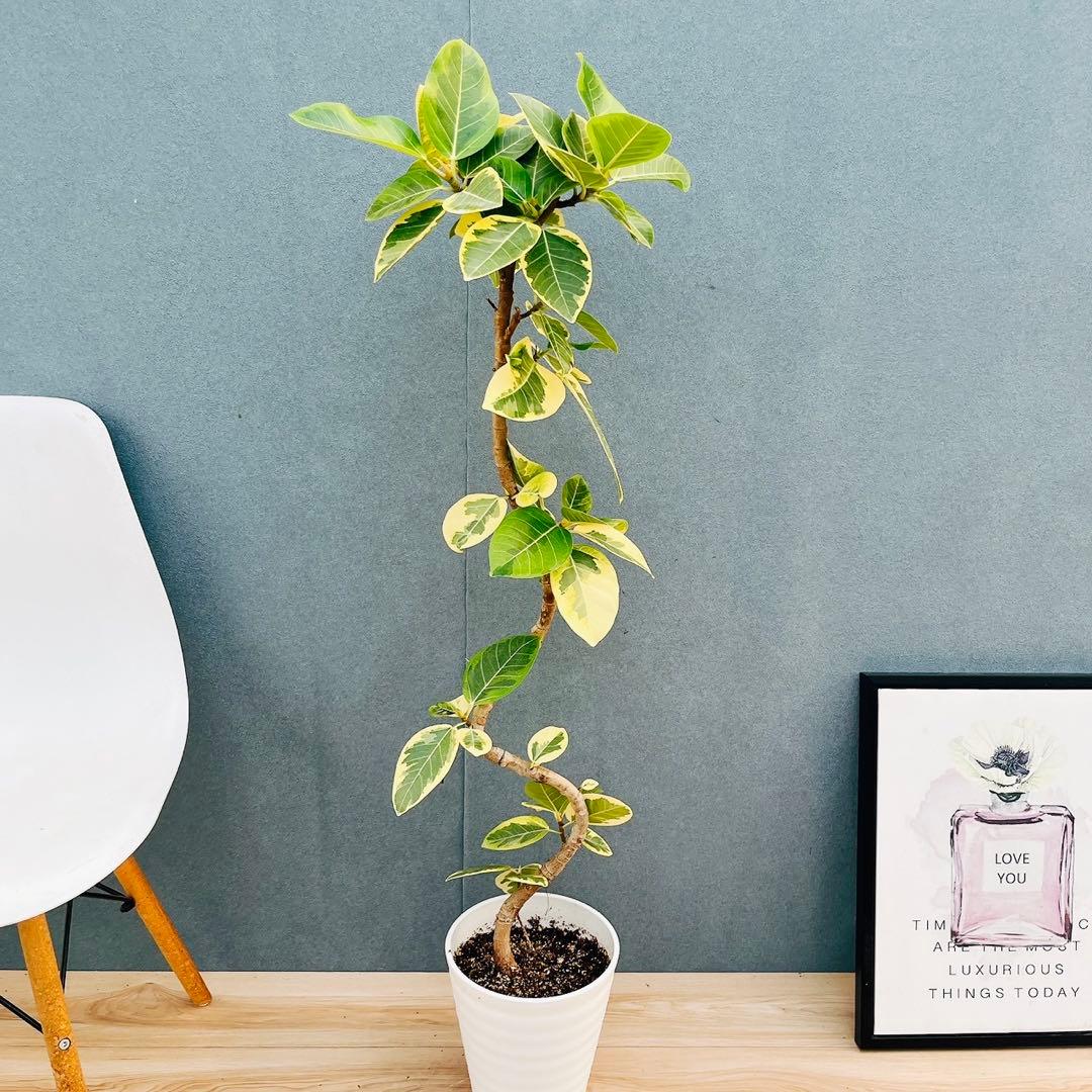 ［現品］91番　フィカス　アルテシマ　曲がり　7号　観葉植物　室内　大型　背高め