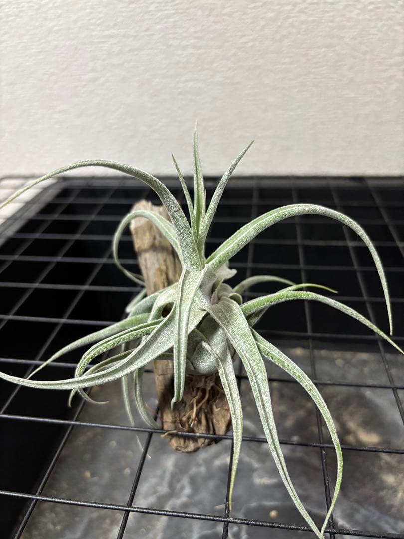 Tillandsia Lucille チランジア ルシール