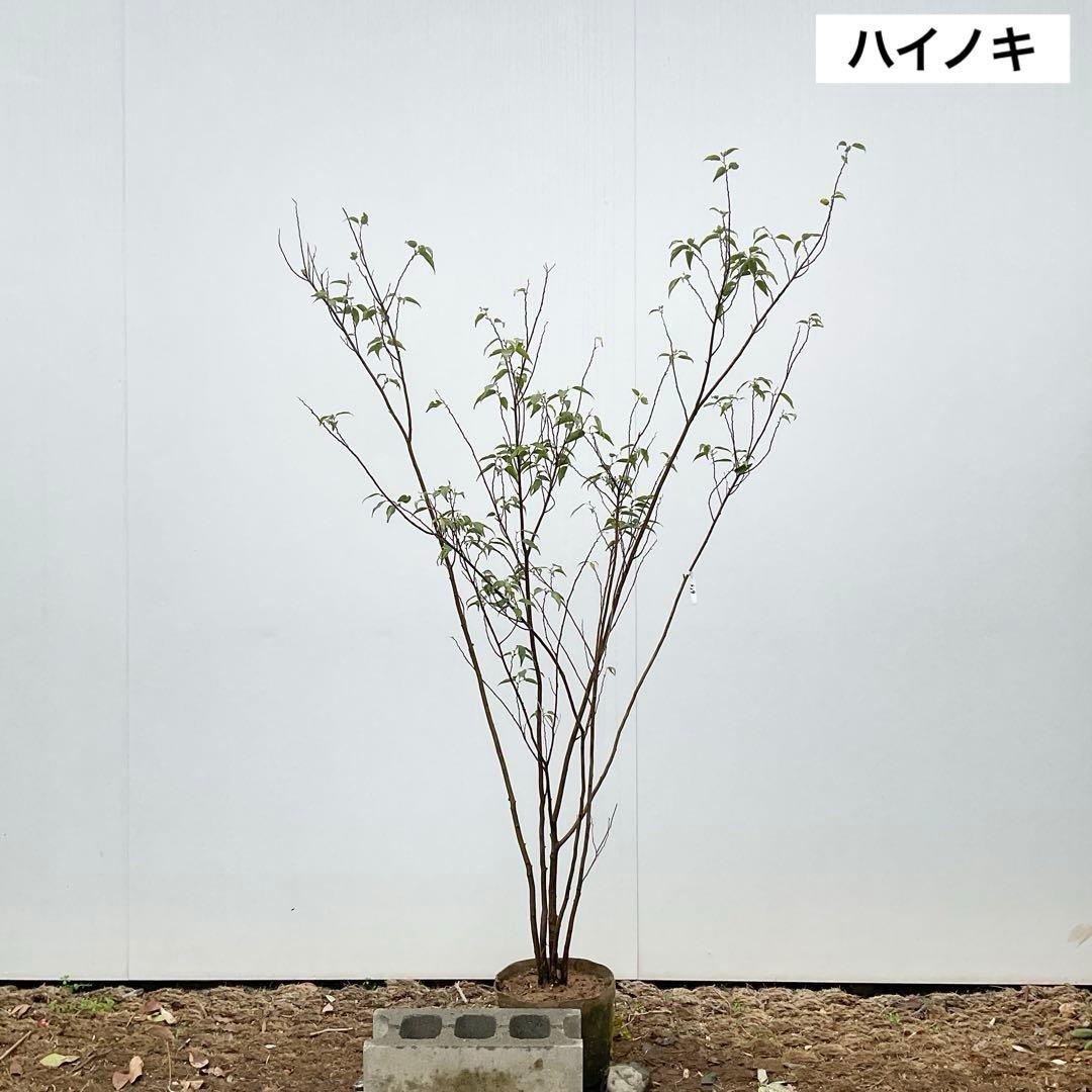 ハイノキ　/ 539 グレースさん木姿確認用