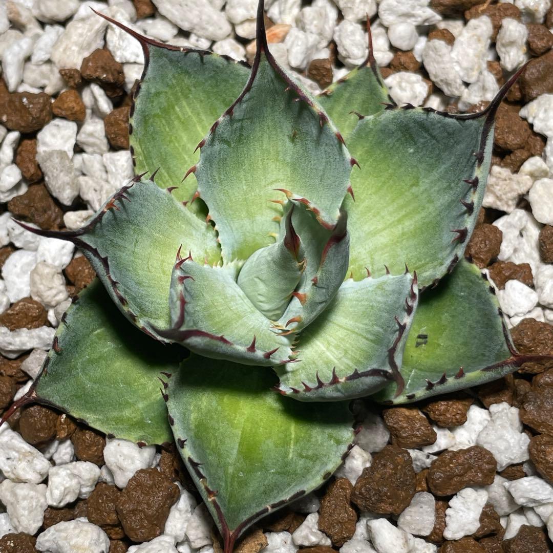 斑入り パリー トランカータ 塵斑 粉斑Mutation Green leaf