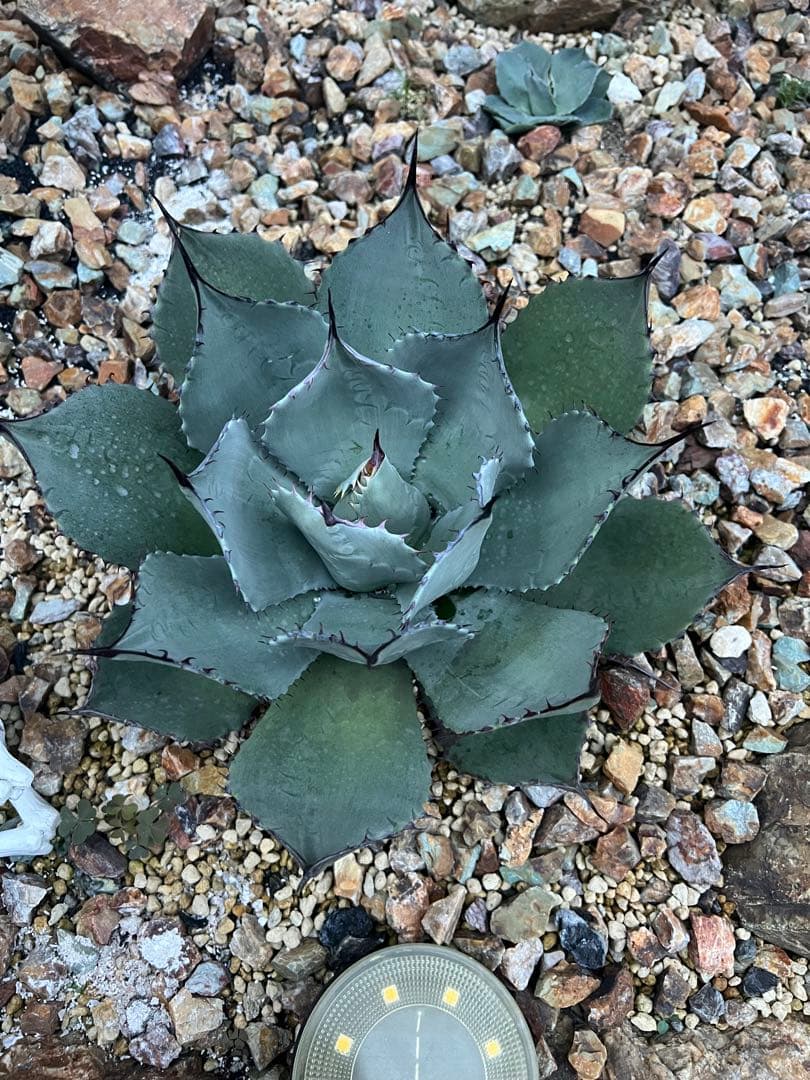 姫吉祥天　検)パリー　リップルエフェクト