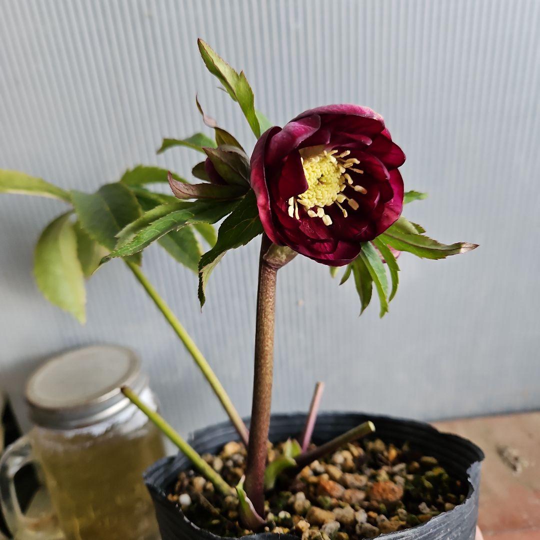 ㉖-508クリスマスローズ