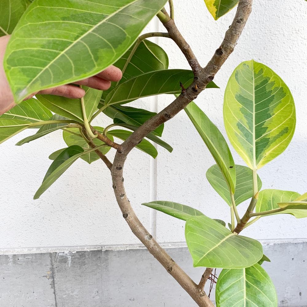 フィカス・アルテシーマ S字曲がりタイプ 大型 8寸 観葉植物 ゴムの木