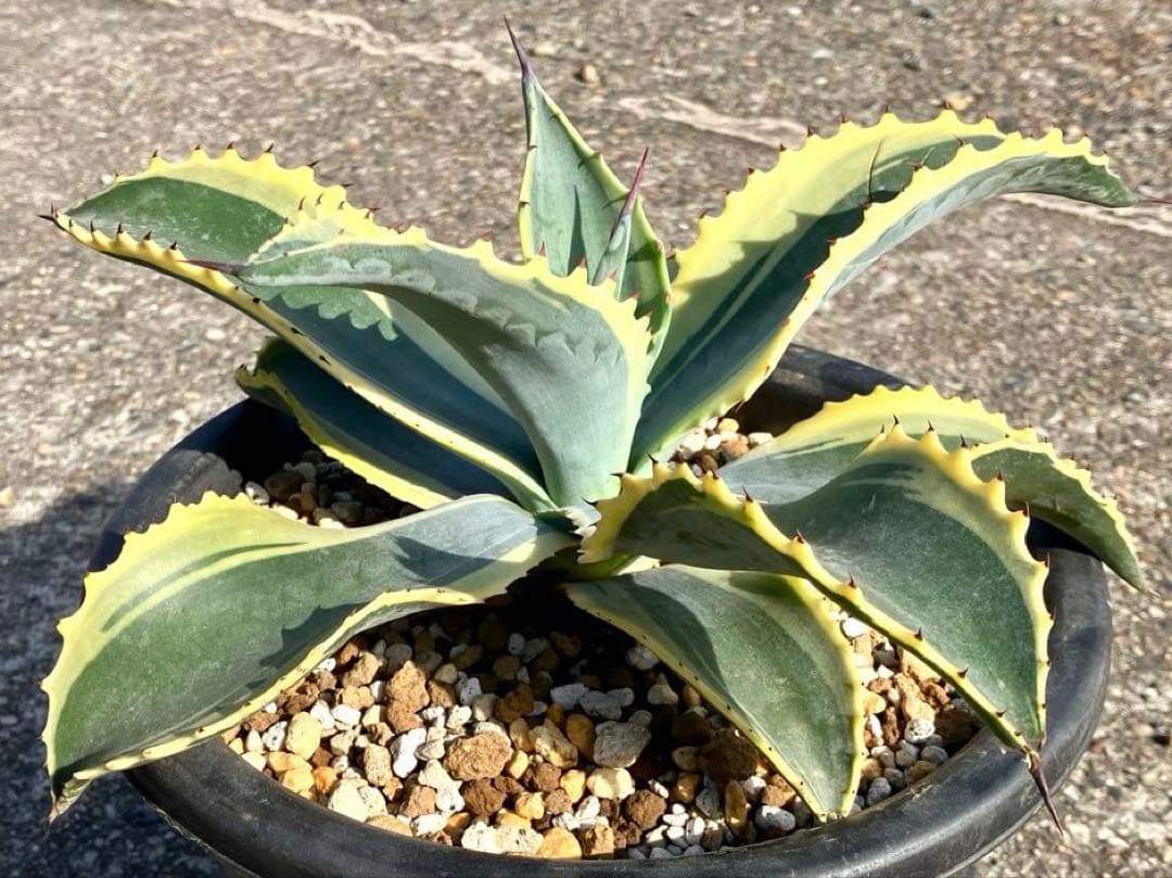 [極美]リップルエフェクト サルミアナ フェロックス アガベ