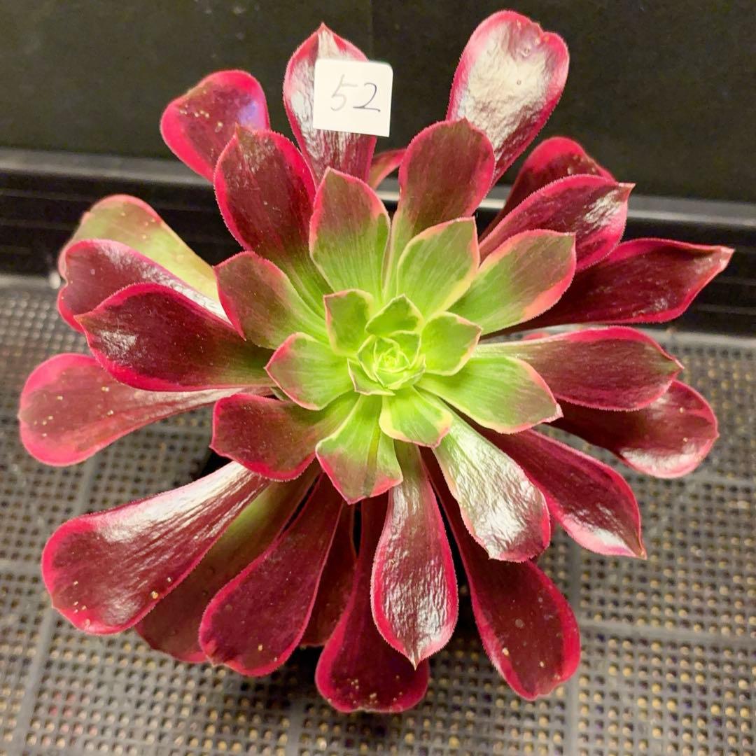 52#多肉植物アエオニウム錦❤️金絲雀锦❤️1大頭4子芽21cm拔き苗