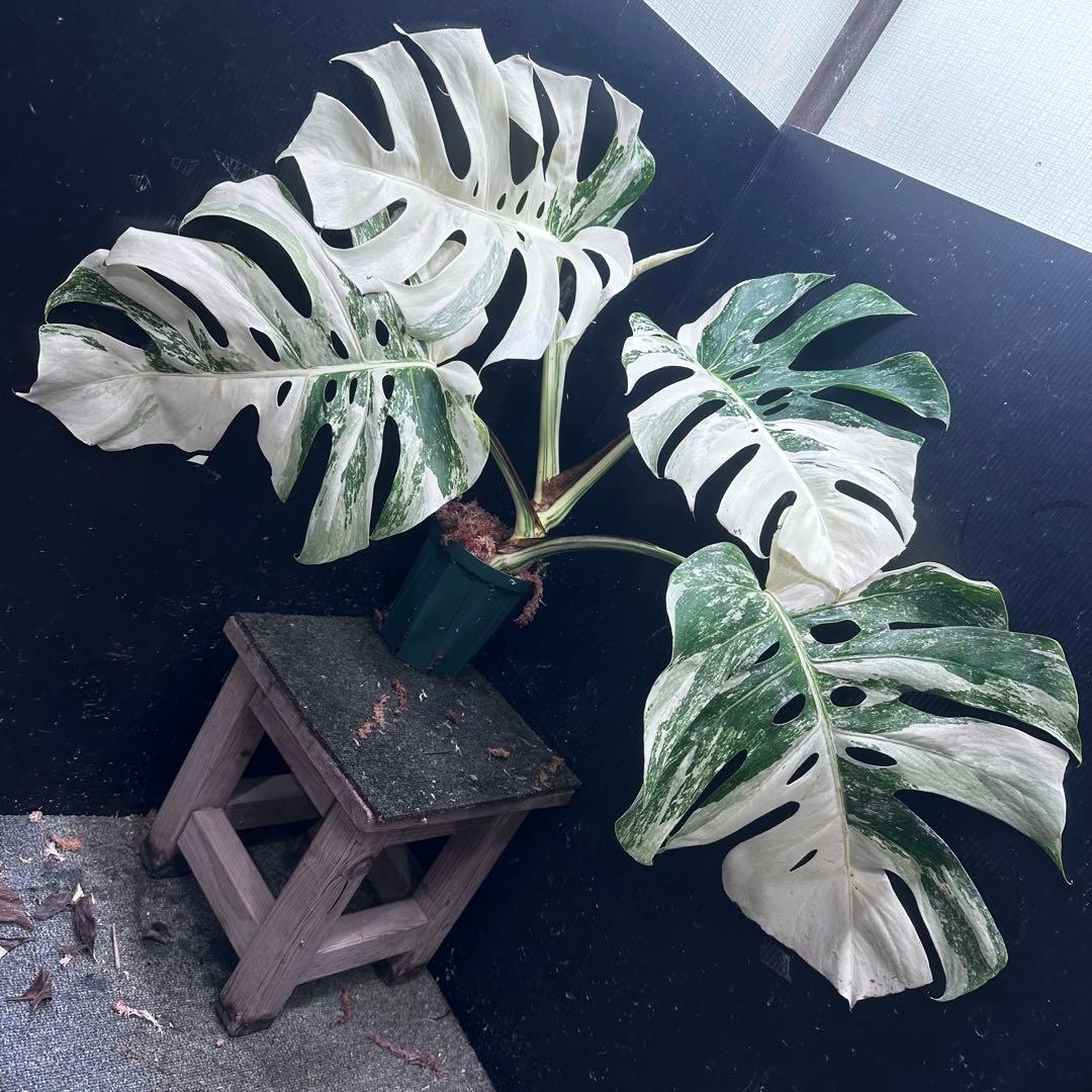 斑入りモンステラ ホワイトタイガー極美大株53cm白斑多