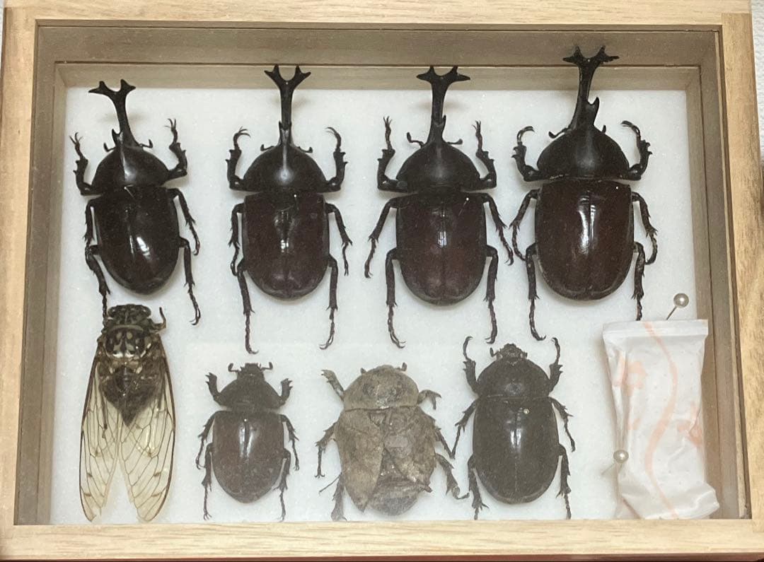 昆虫標本カブトムシのオス4メス3セミ1