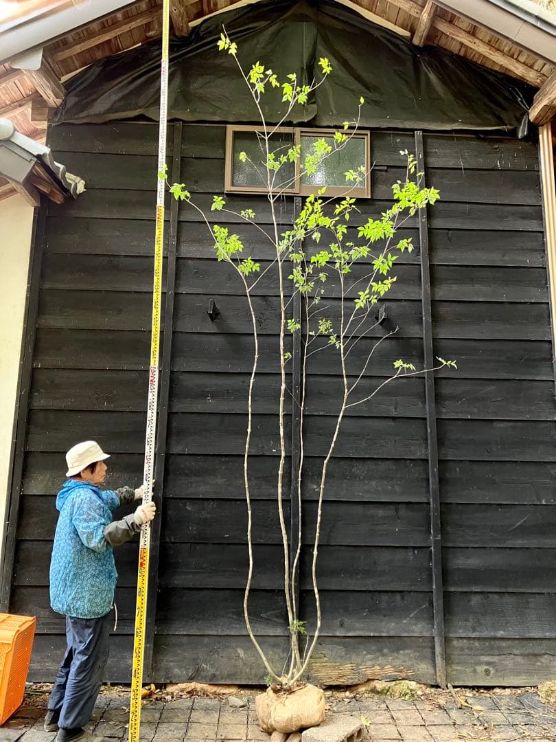 300 山採り　アオダモ