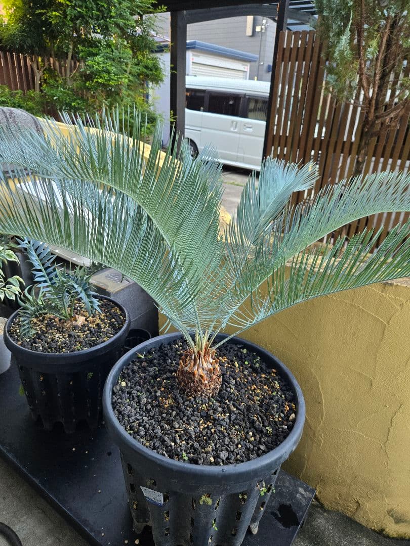 サイカス　カイルンシアナ