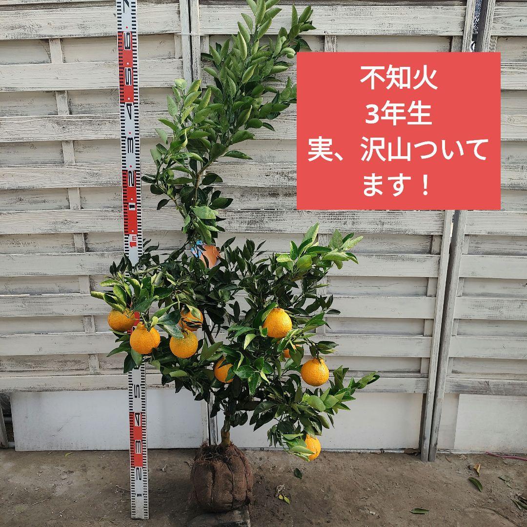 不知火 3年生 実つき！ 大苗