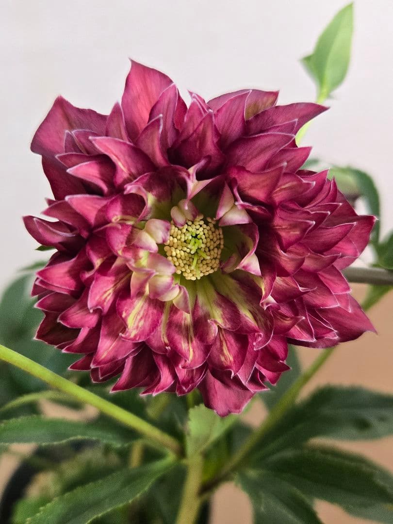 ☆クリスマスローズ☆多弁　変わり咲き☆4.5号ポット☆希少☆