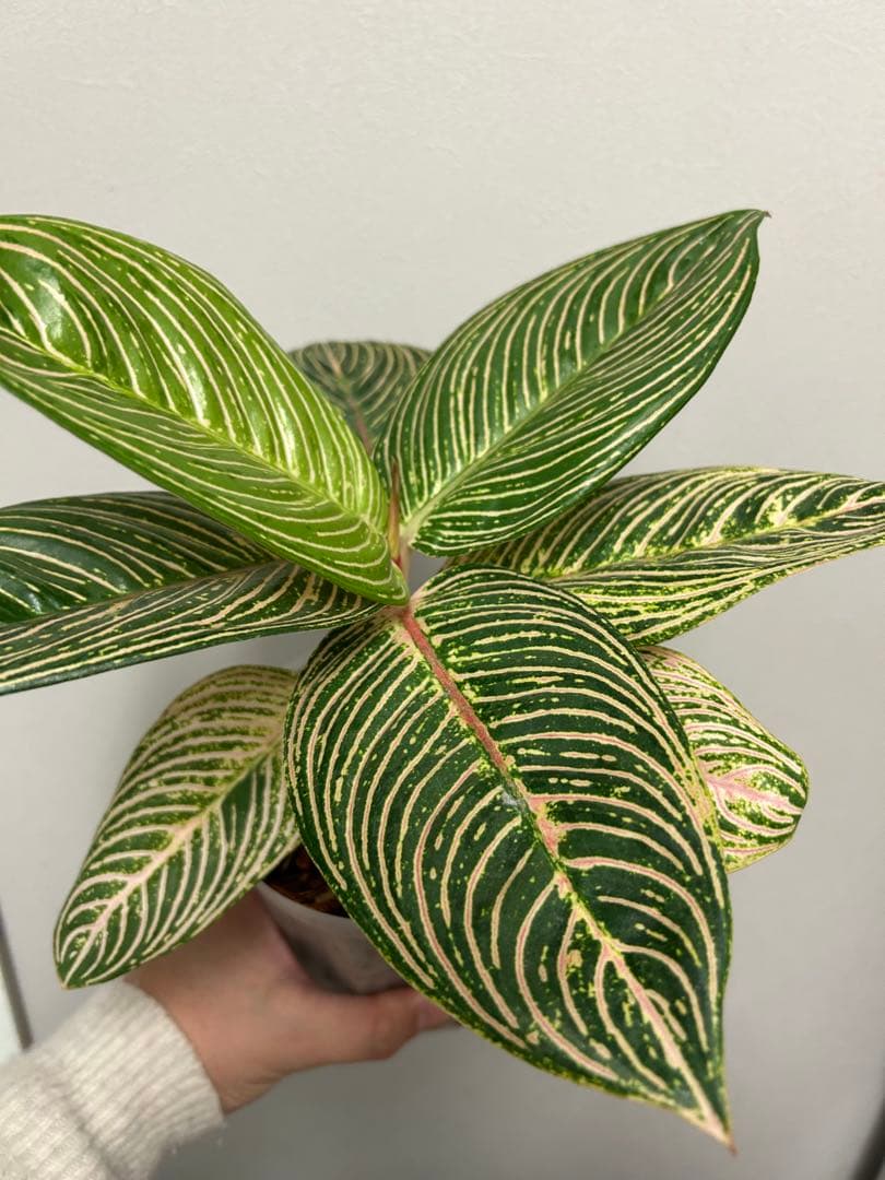 アグラオネマ　ゴールデンホープ