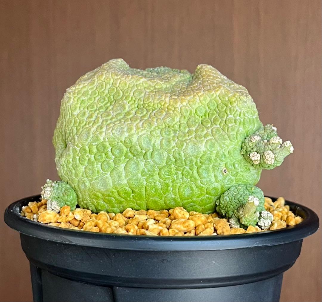 【激レア/超大株】プセウドリトス・クビフォルメ鉢植え