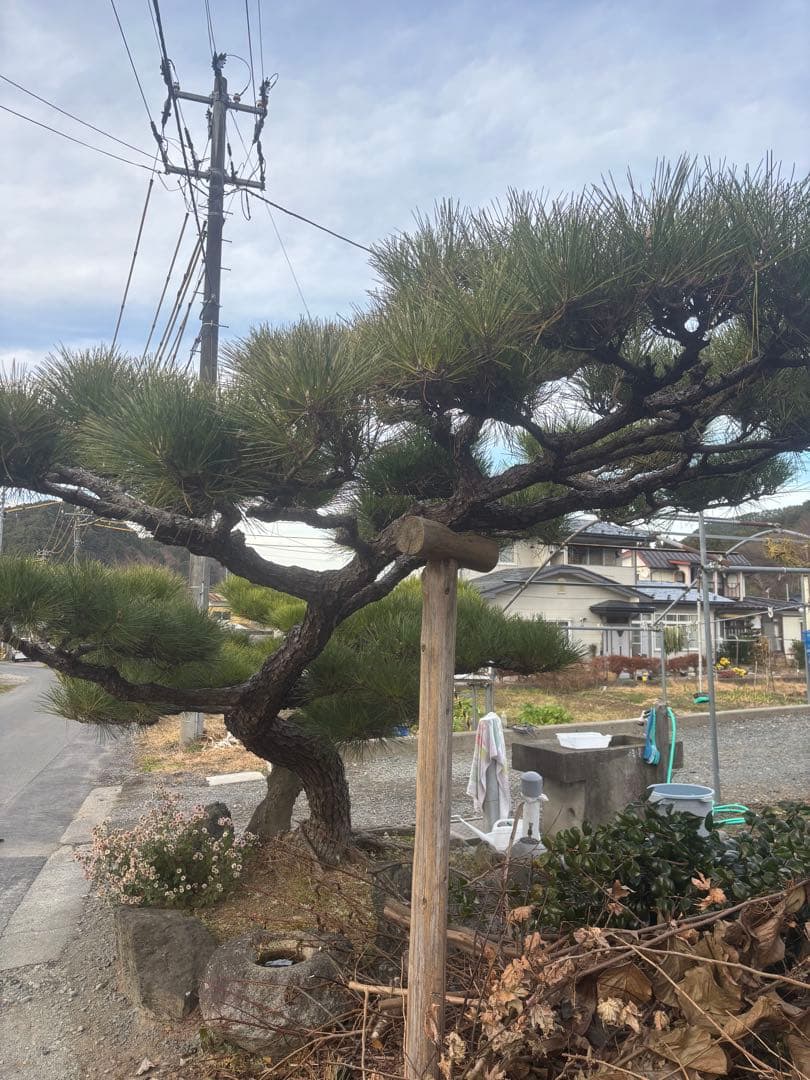 松　植木　庭木