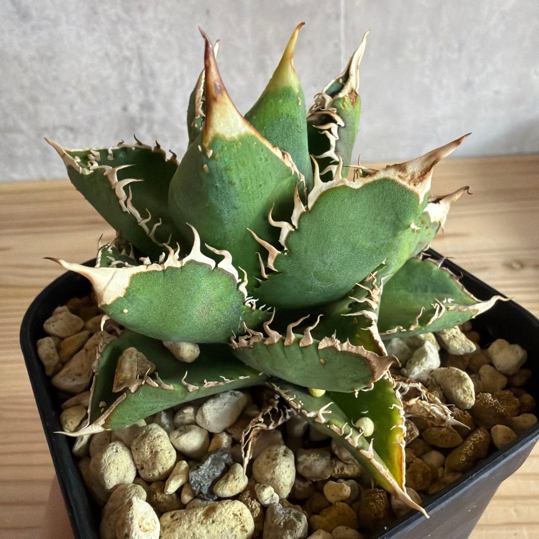 アガベ チタノタ　ぶつぶつ